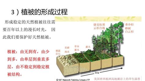 植被 意思|植被 的意思、解釋、用法、例句